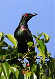 Metallic Starling